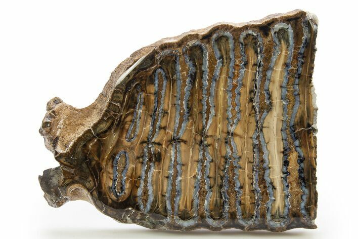 Polished Mammoth Molar Slice - South Carolina #319707